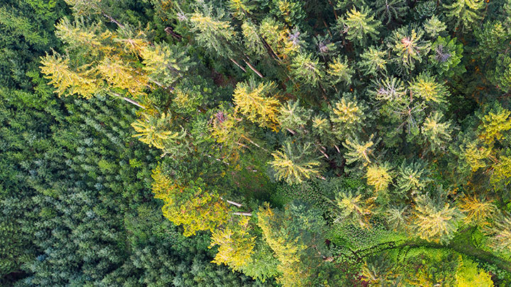 Wald Vogelperspektive
